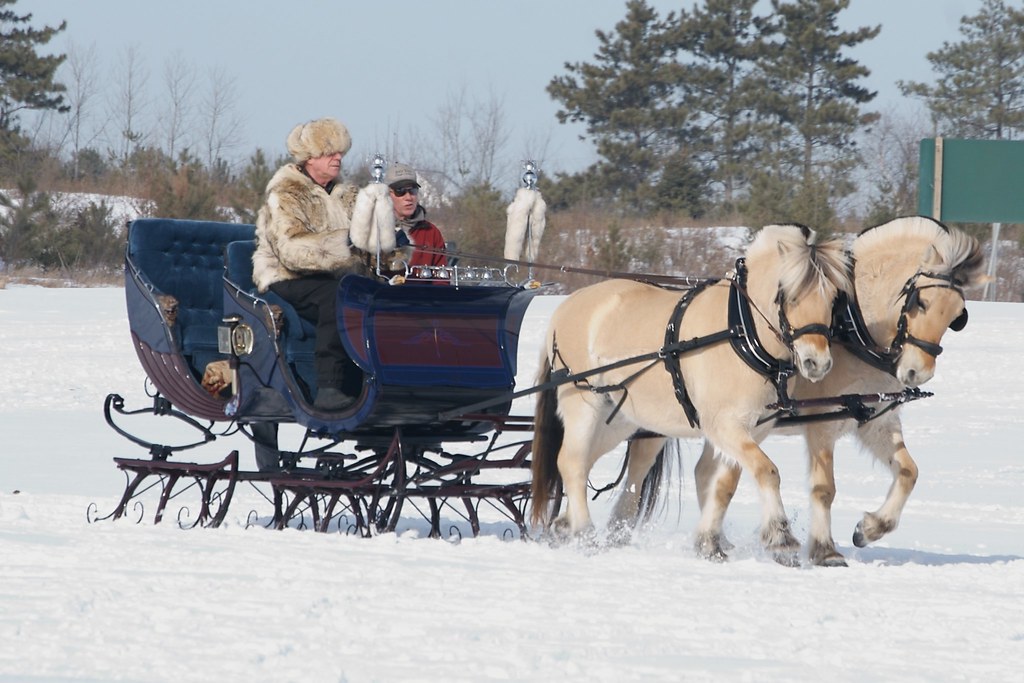 Fjord horses with carriage running in snow
