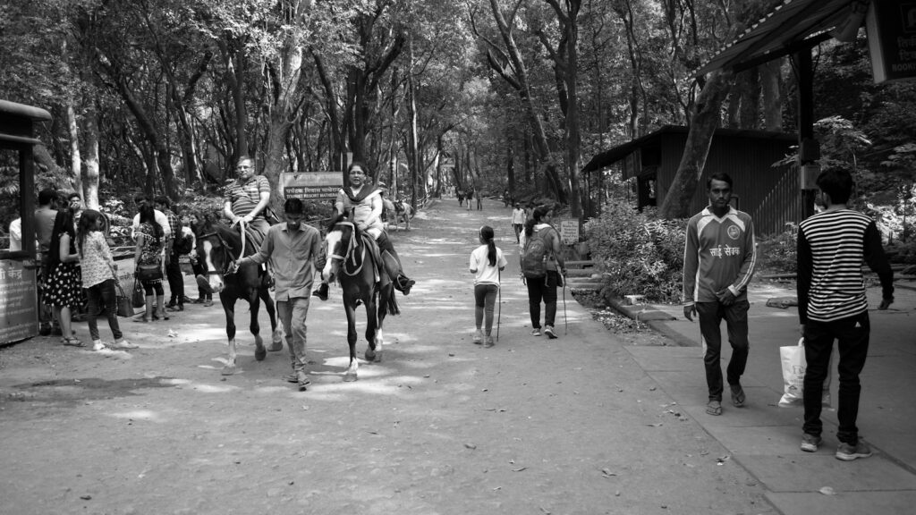 people walking in forest with a horse