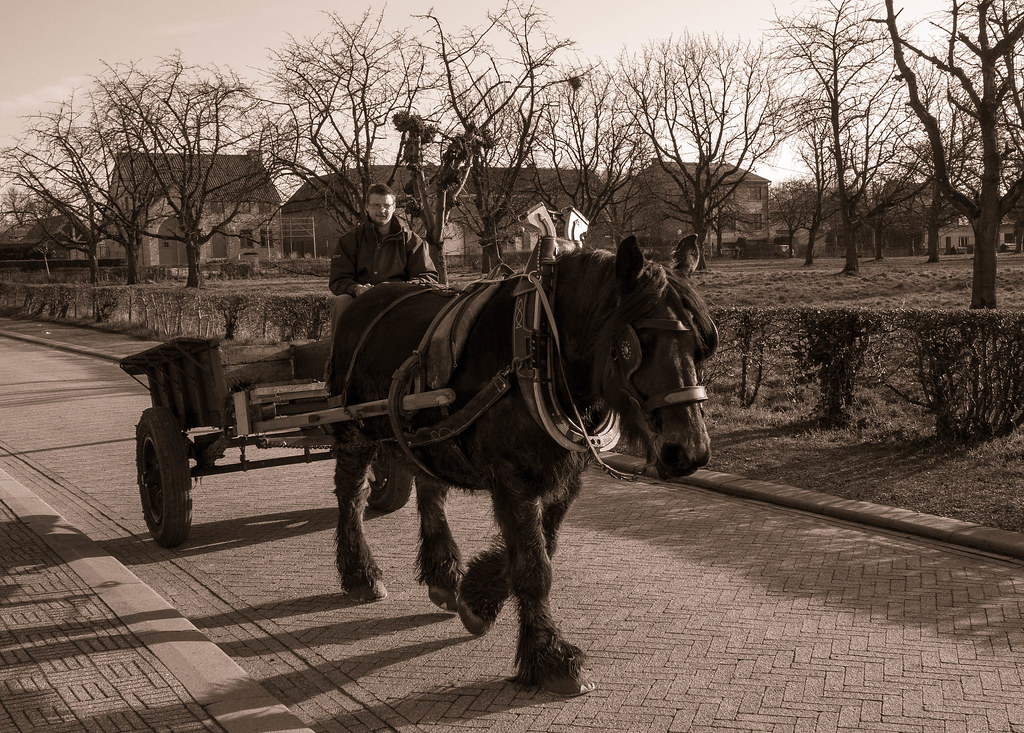 Transport horse in ancient times