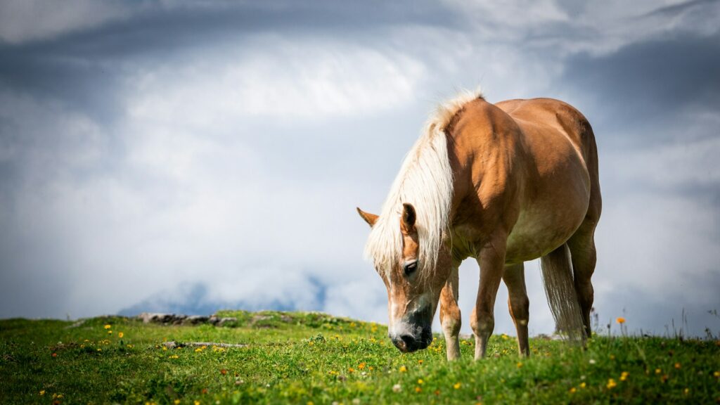 A brown and white horse standing on top of a lush green field