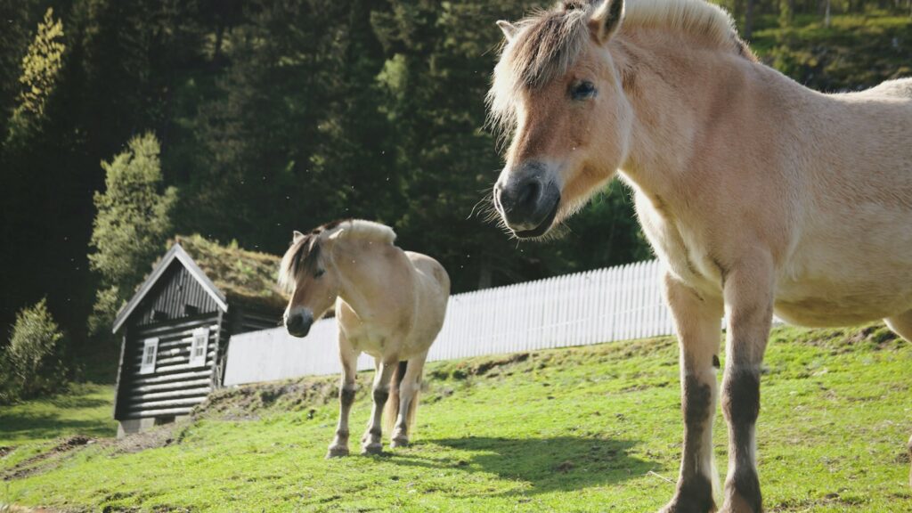 a couple of horses standing on top of a lush green field