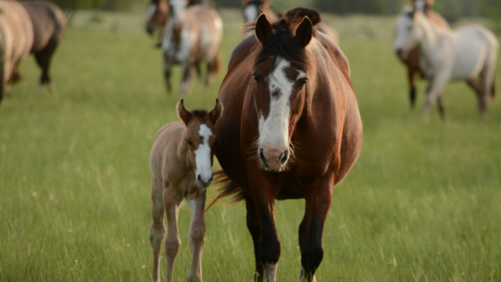 mother horse and young horse together on grass during daytime