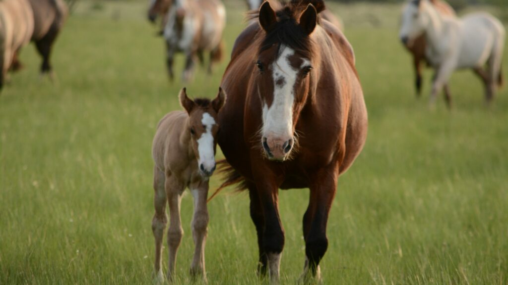 mother horse and young horse together on grass during daytime