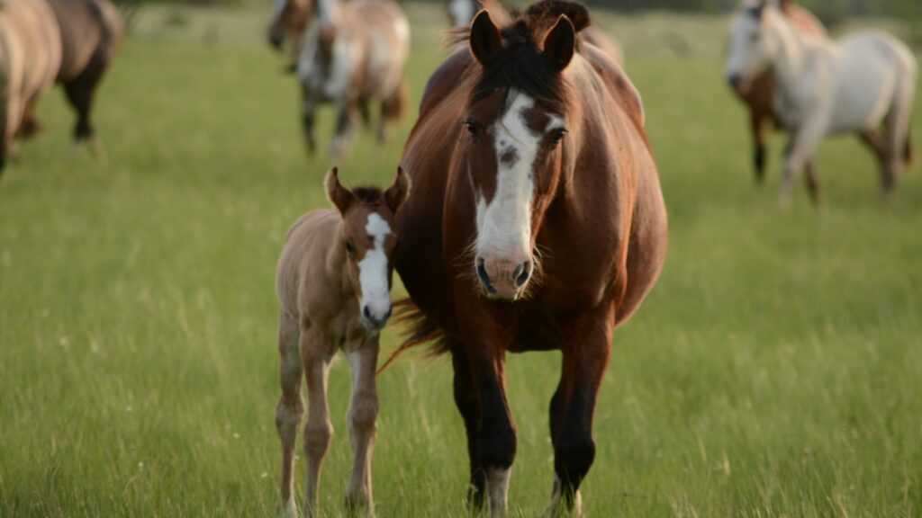 horse mother and horse standing in green field