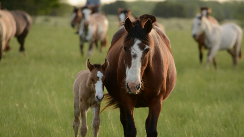 mother horse and young horse together on grass during daytime