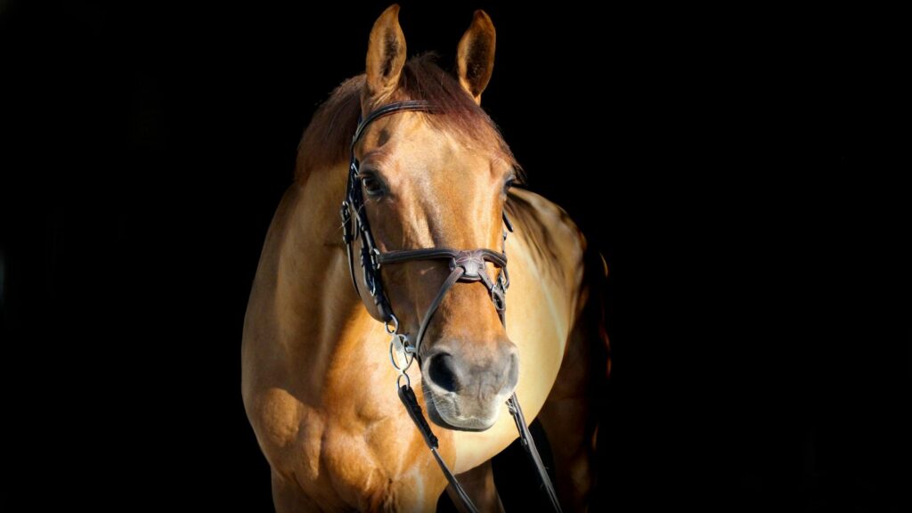 brown horse in dark room