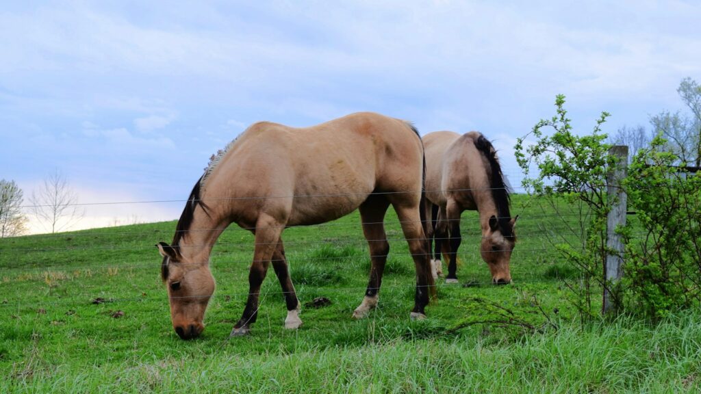 A brown horse grazing on a lush green field