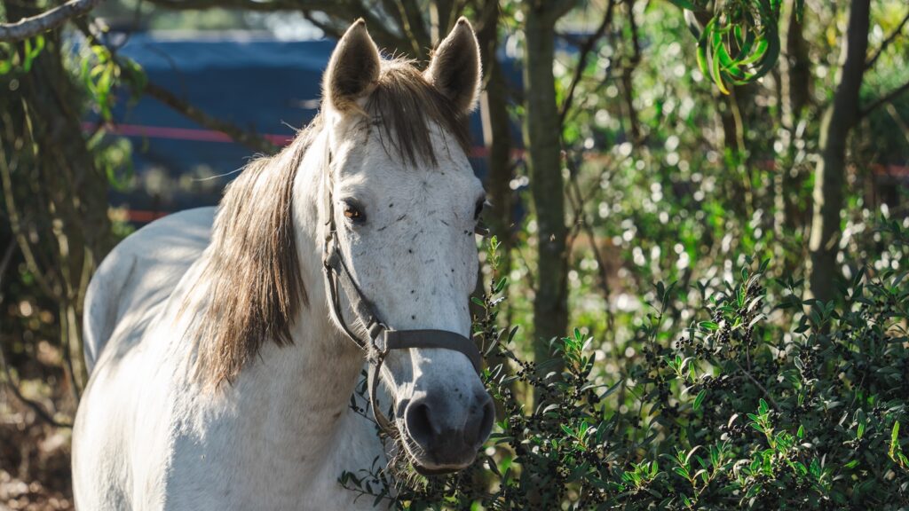 a white and brown horse standing in a field