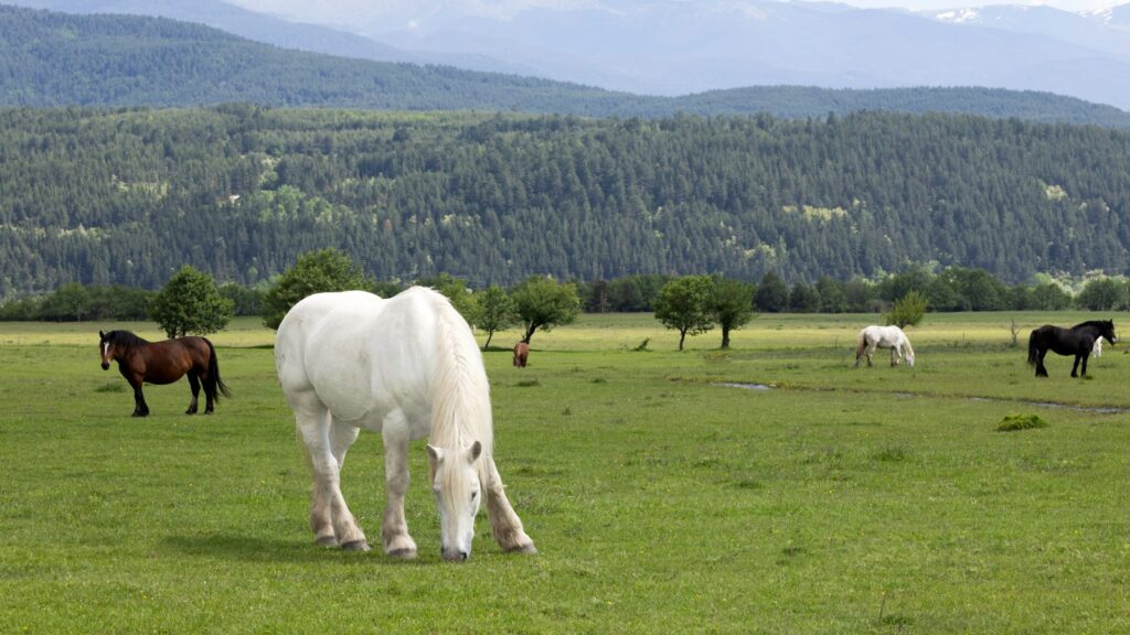 a group of horses grazing on a lush green field