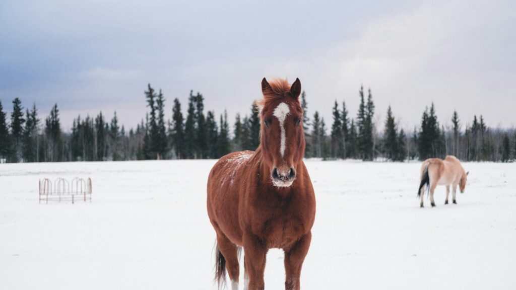 horse standing in snow