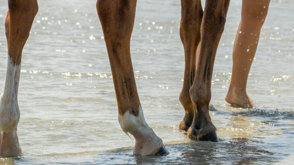 A close up of a person walking a horse on a beach