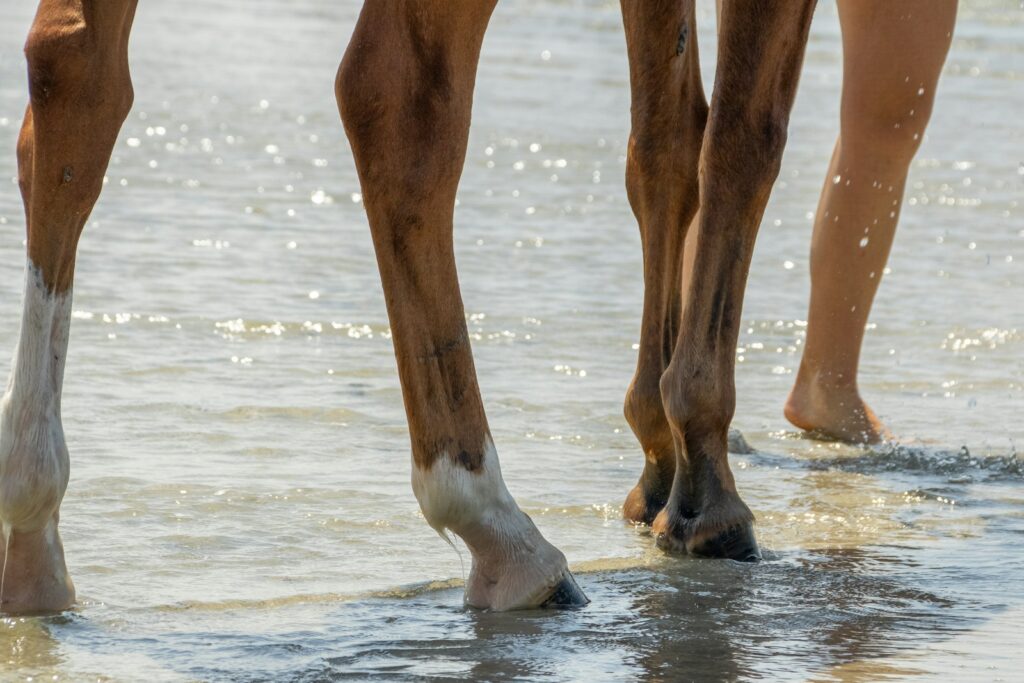 A close up of a person walking a horse on a beach