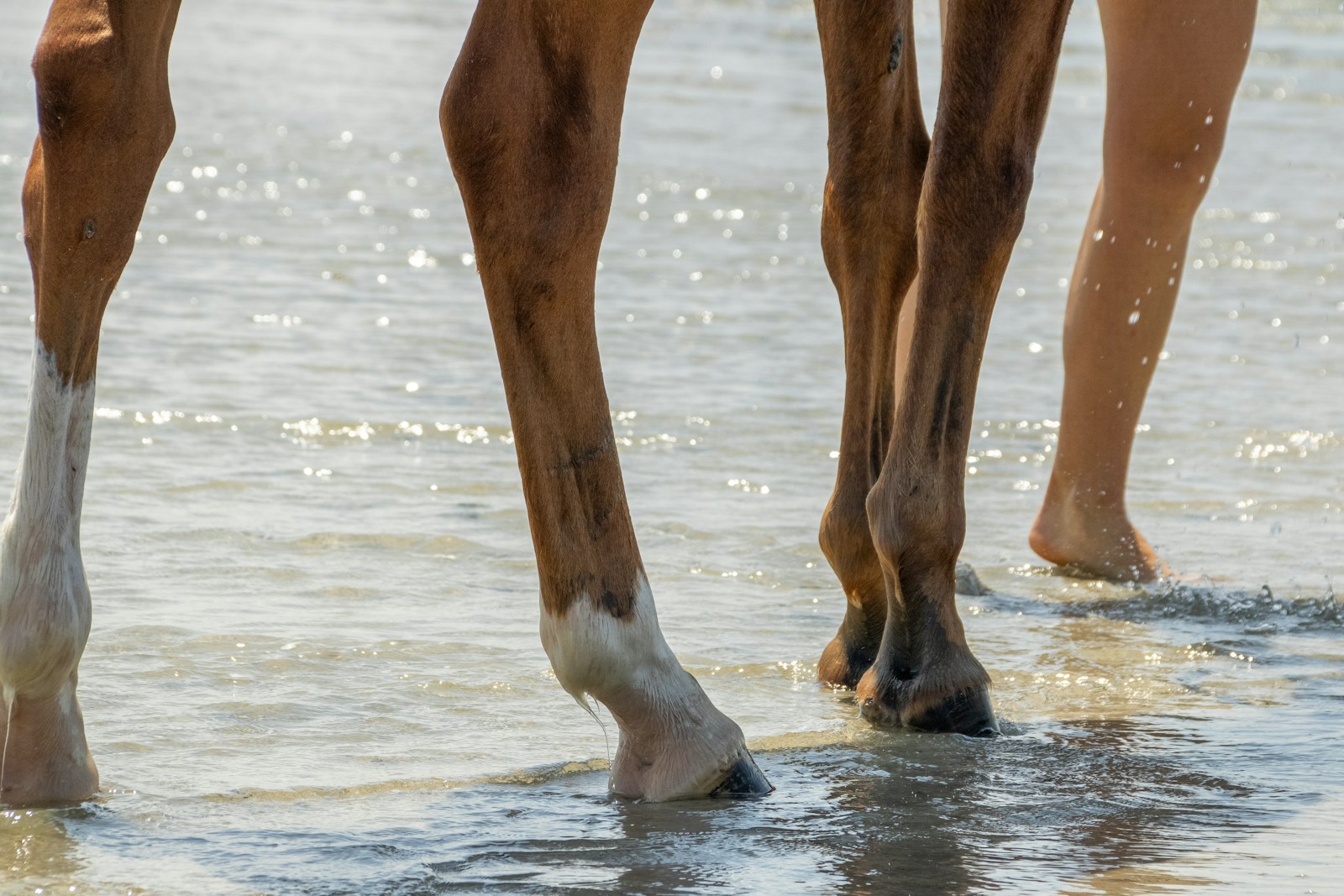 A horse on a beach