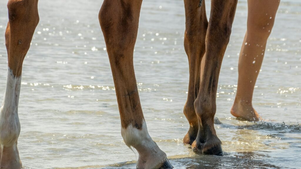 A close up of a person walking a horse on a beach