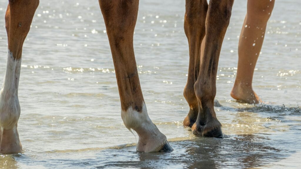 a person walking a horse on a beach