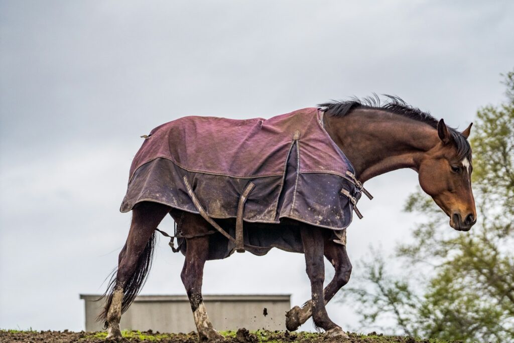 Horse with a cooling blanket