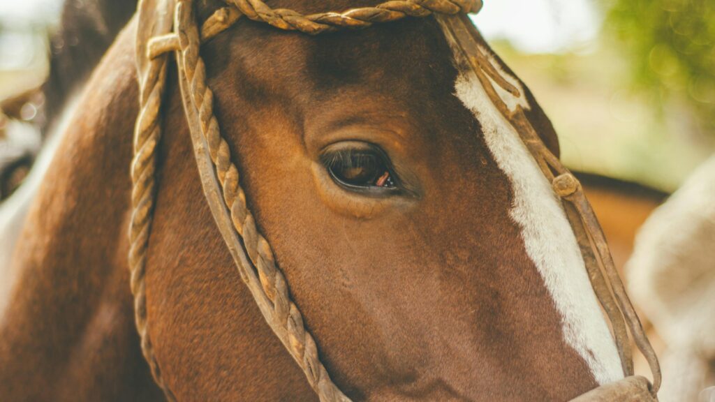 brown horse at daytime