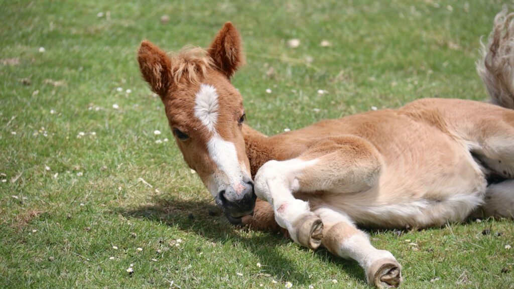 brown and white horse on green grass field during daytime