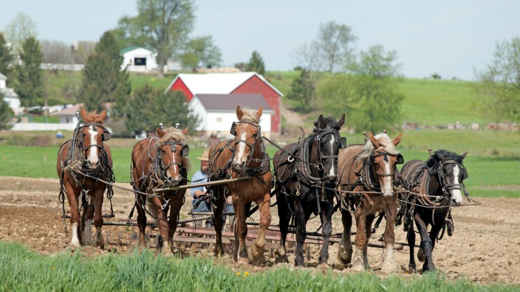 man cultivating soil by riding horse
