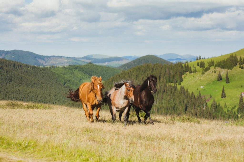 Herd of horses running in open green field at daytime
