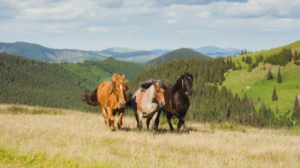 three brown and black horses running in open green field at daytime