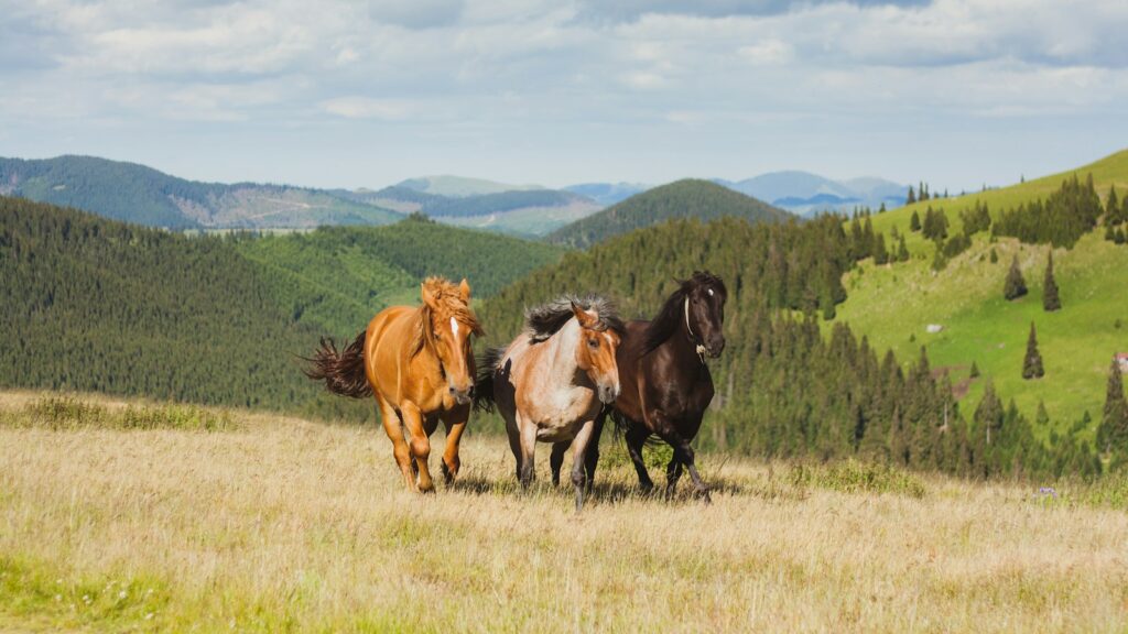 three brown and black horses running in open green field at daytime