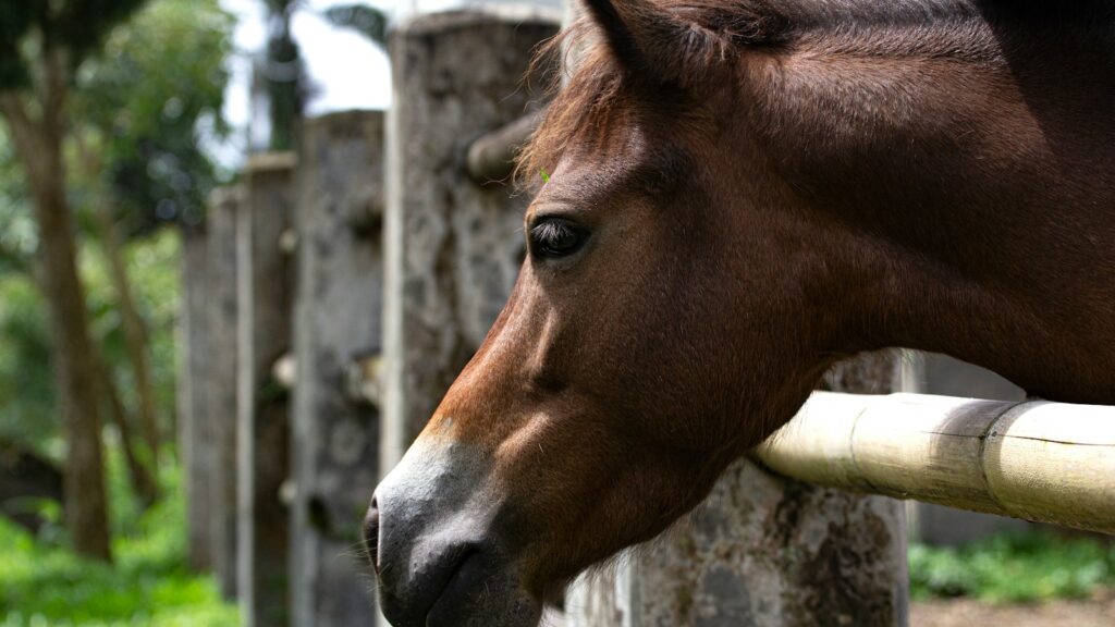 brown horse in a cage
