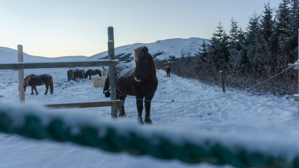 donkey standing beside fence