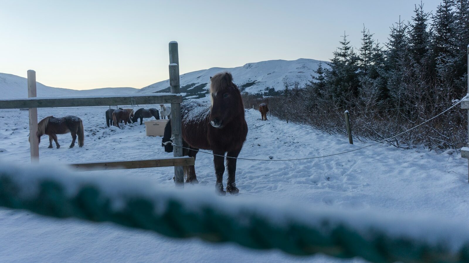 donkey standing beside fence
