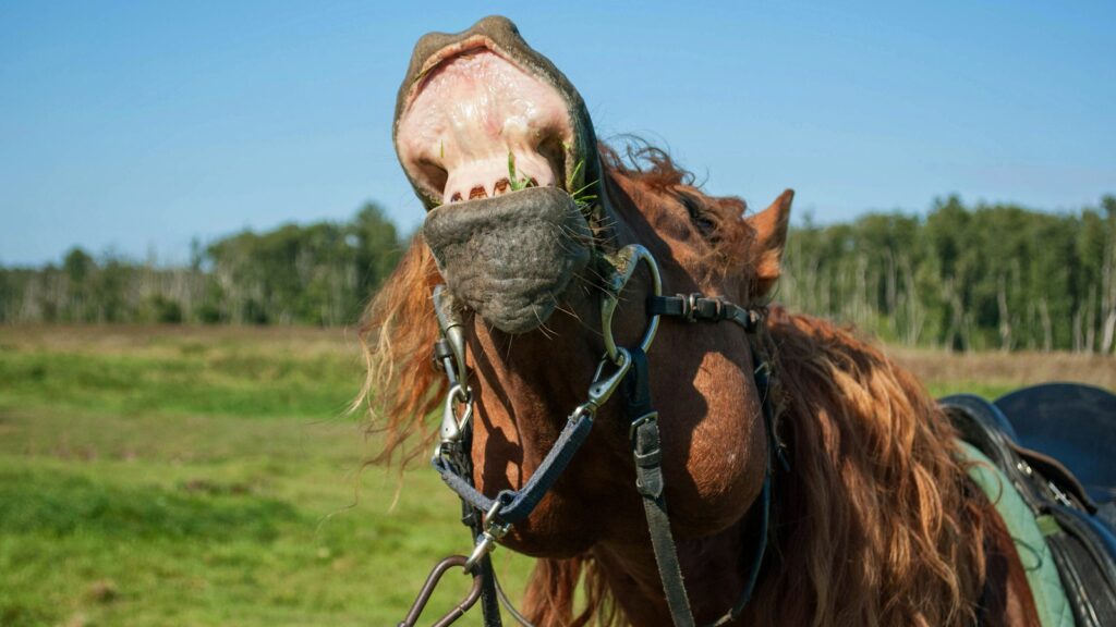 a close up of a horse with its mouth open