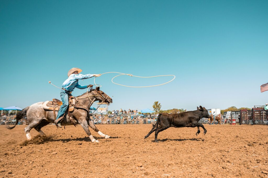 A person on a horse chasing a cow