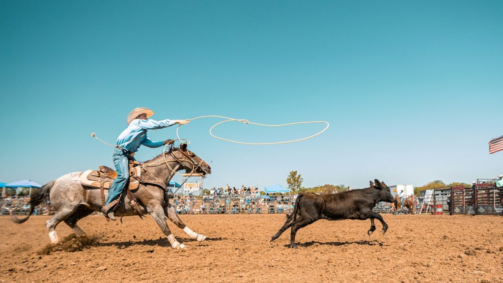 A person on a horse chasing a cow