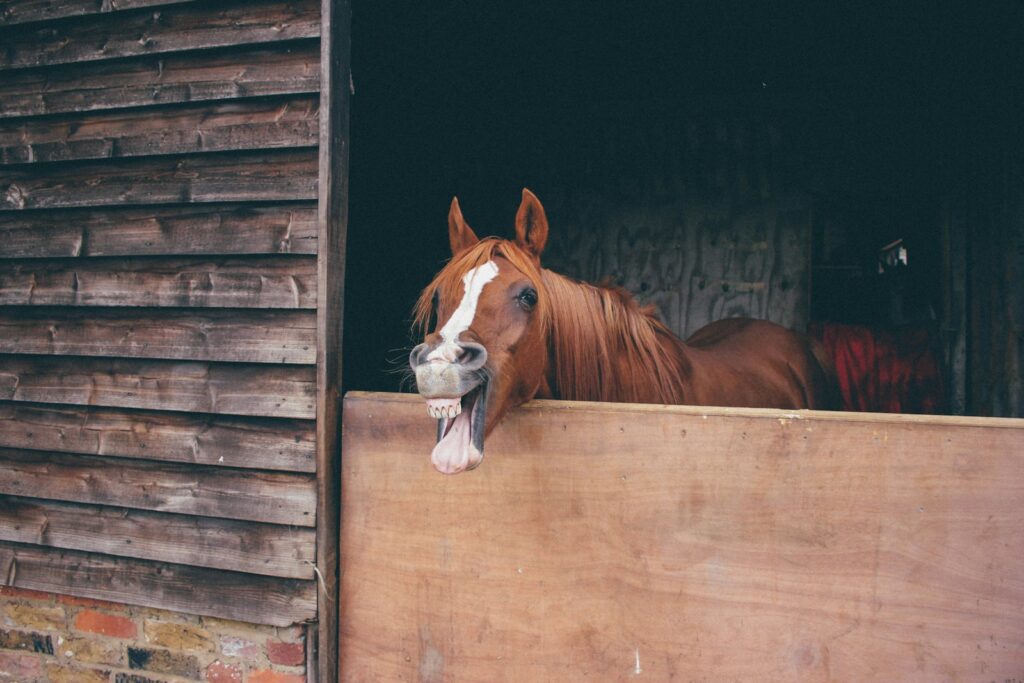 Brown horse in stall