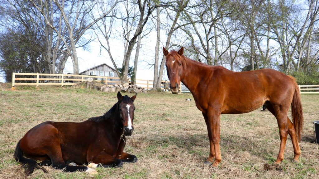 A couple of horses that are standing in the grass