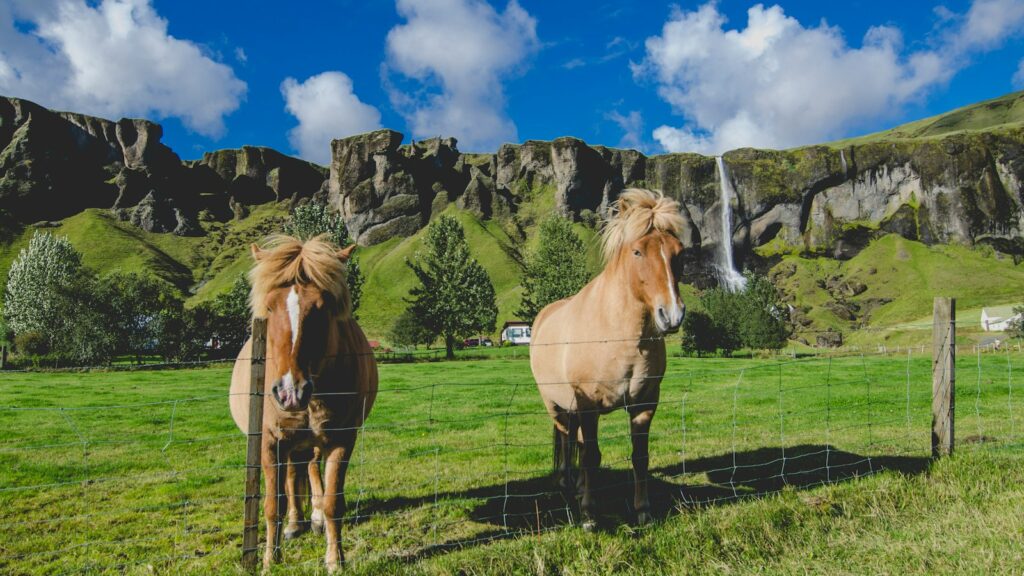 two brown horses standing near fence on grass field