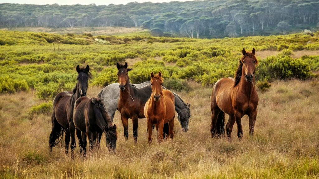 a herd of horses standing on top of a grass covered field