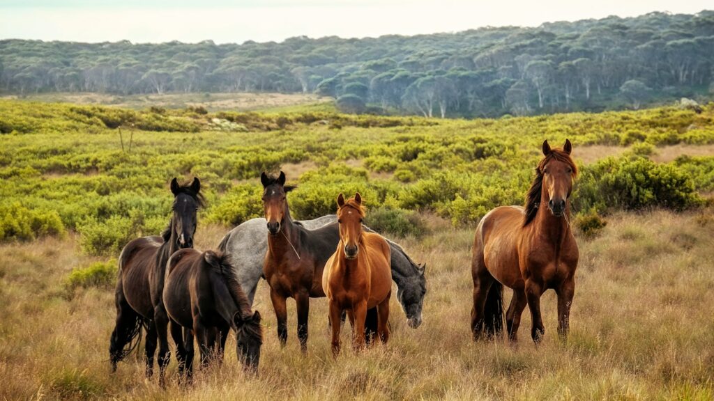 a herd of horses standing on top of a grass covered field
