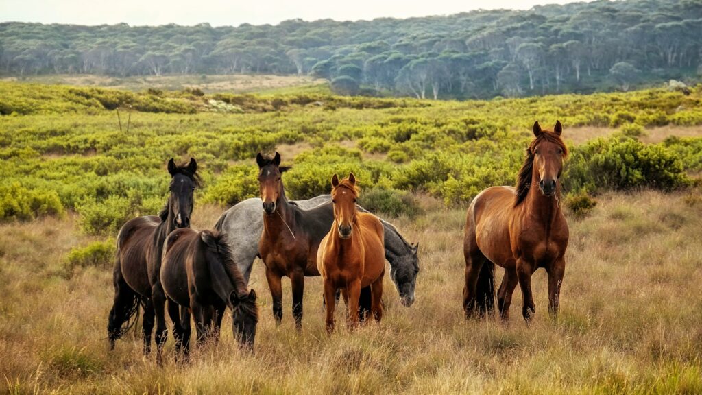 a herd of horses standing on top of a grass covered field