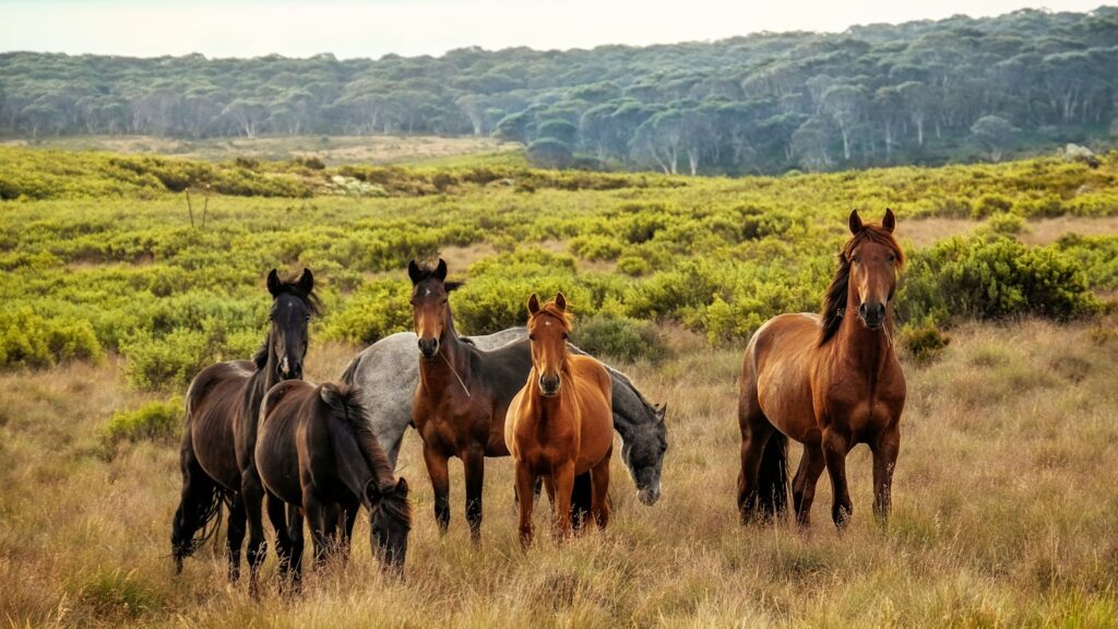 a herd of horses standing on top of a grass covered field