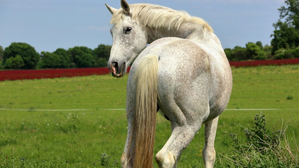a white horse standing on top of a lush green field