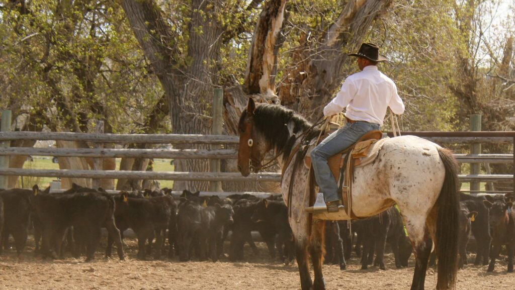 A cowboy rides his horse in a cattle corral.