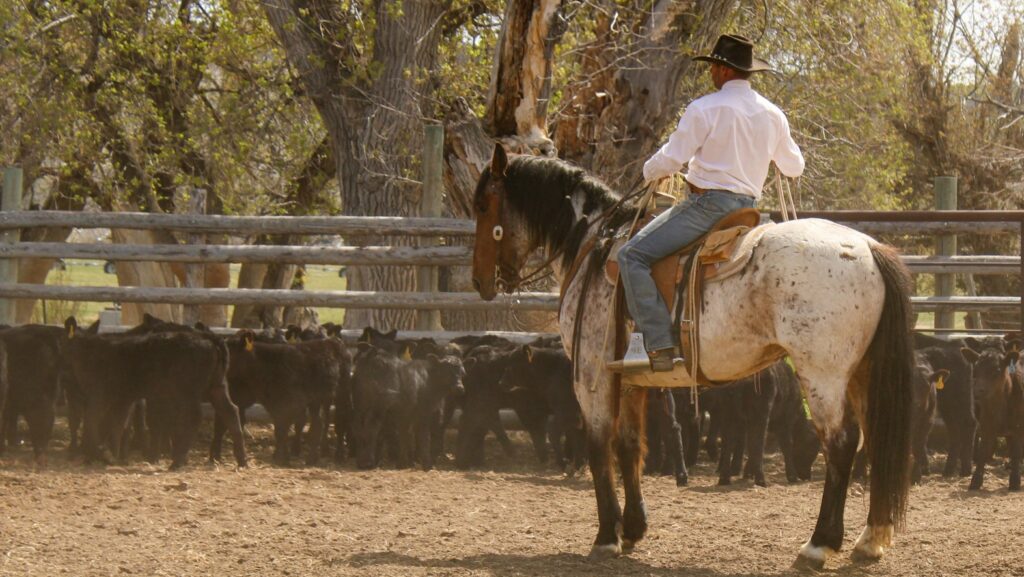 A cowboy rides his horse in a cattle corral.