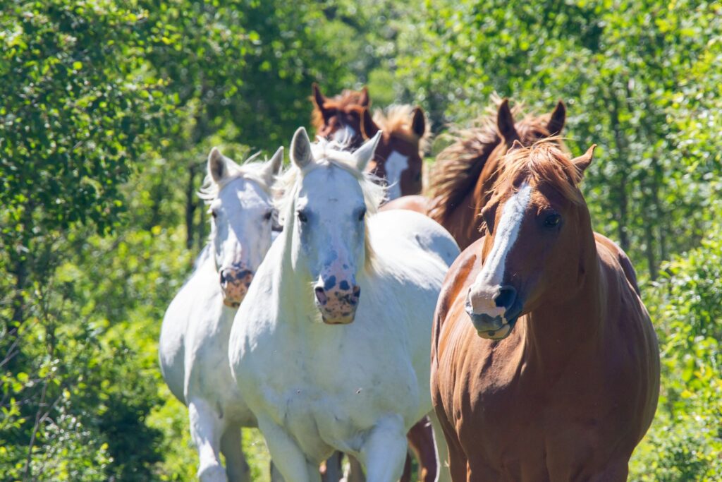 Herd of horses in field during daytime