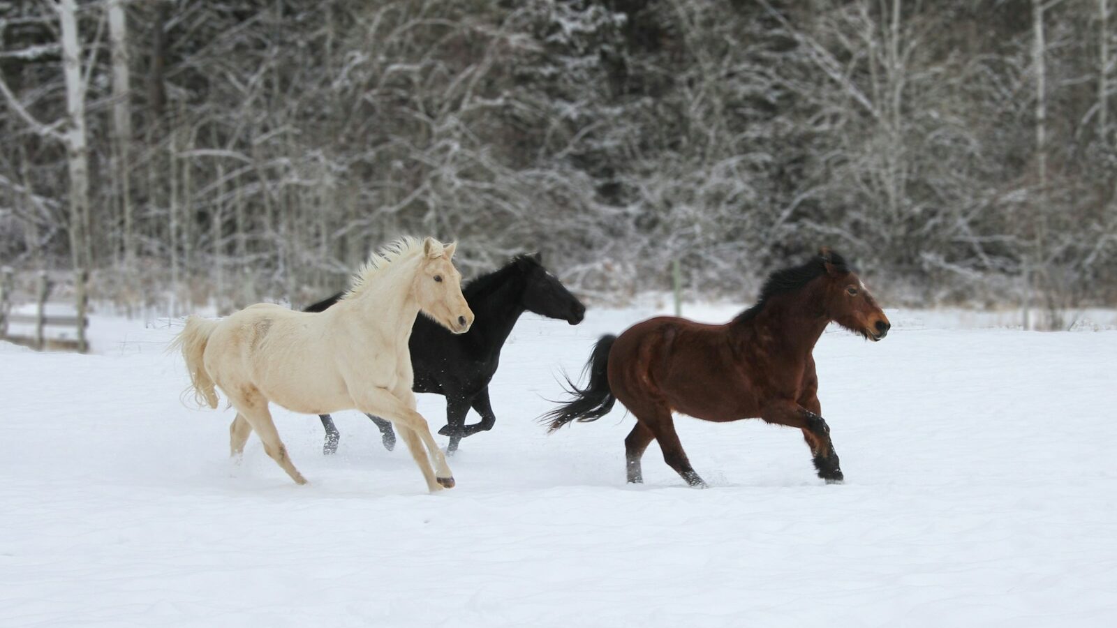 brown and white horses on snow covered ground during daytime
