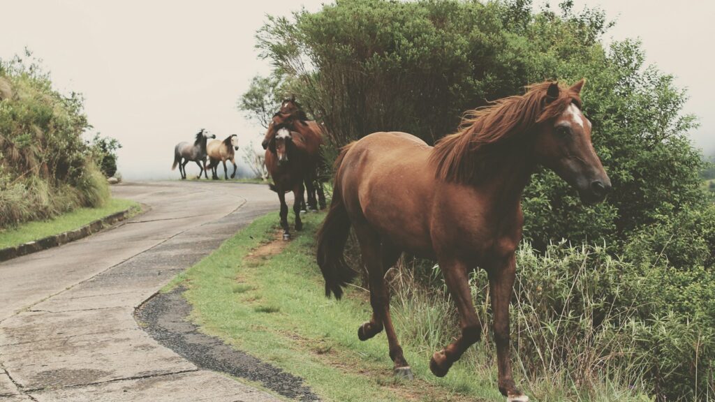 photo of running brown horses during daytime