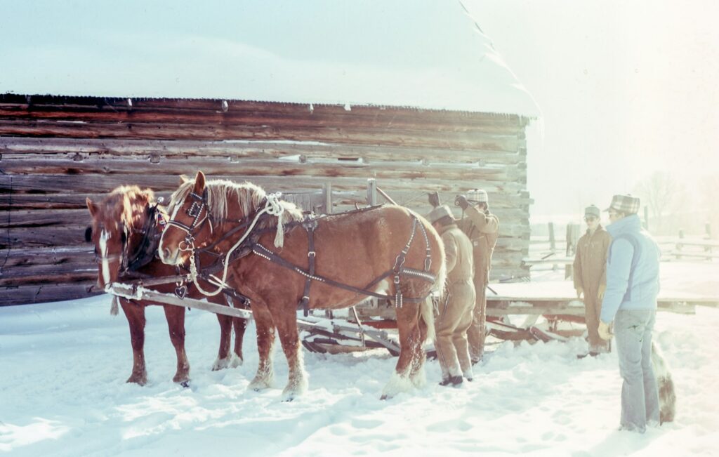 four men near two brown horses pulling a sled