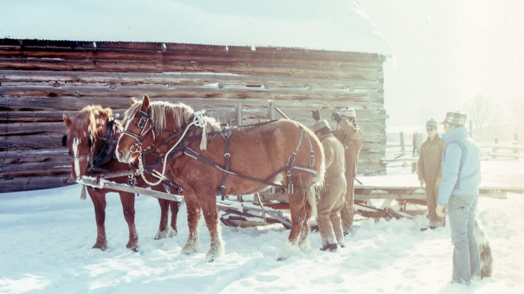 four men near two brown horses