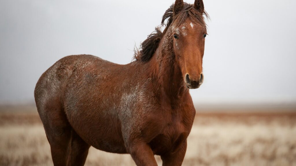 brown horse