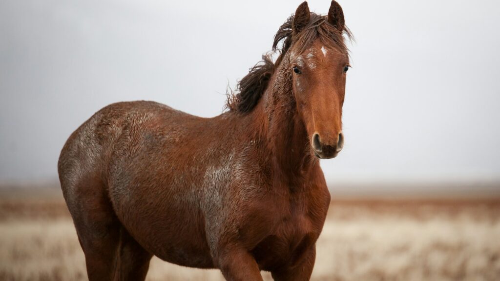 brown horse standing in grass field