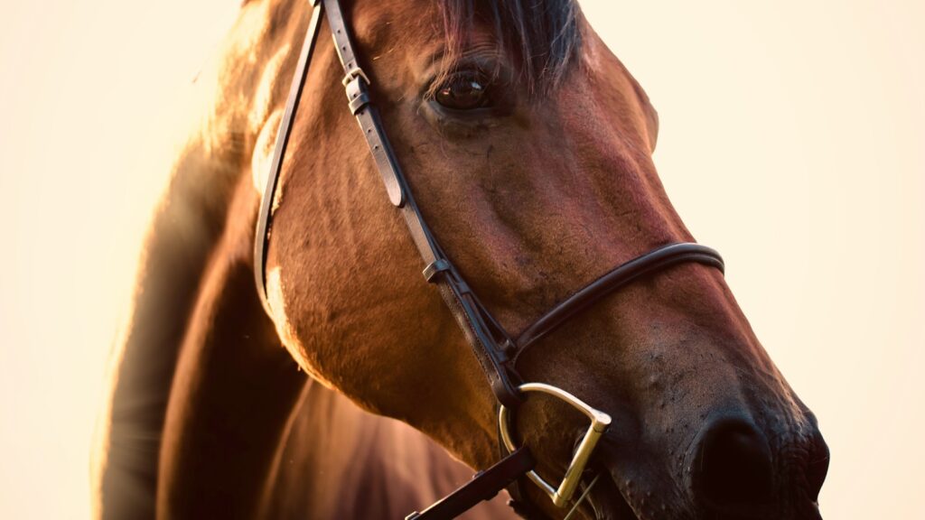 brown horse